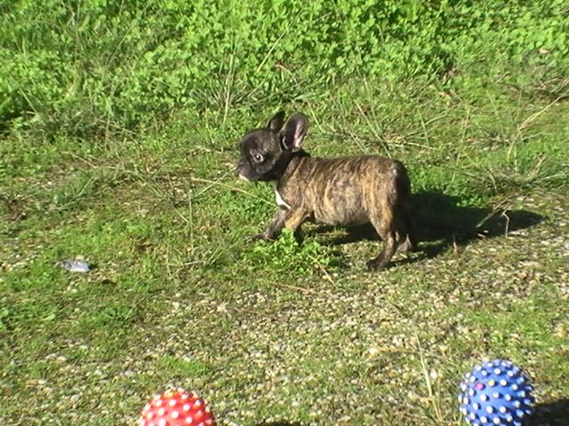 de la Voûte Azurée - Chiot disponible  - Bouledogue français