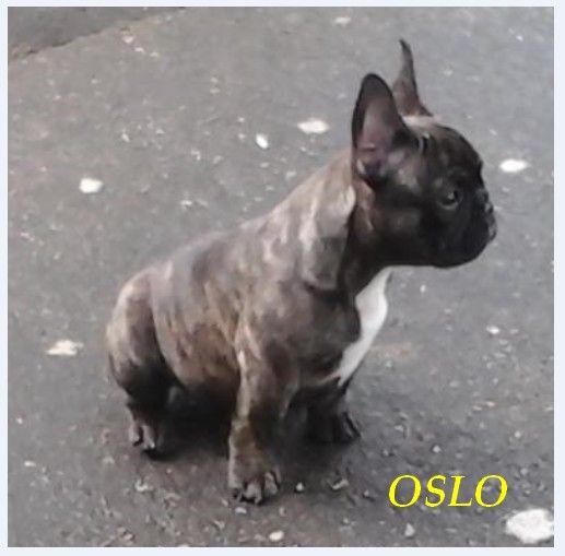 OSLO