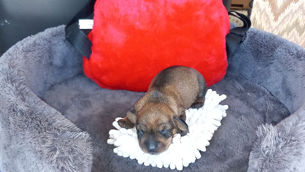 de la Voûte Azurée - Chiots disponibles - Teckel poil dur