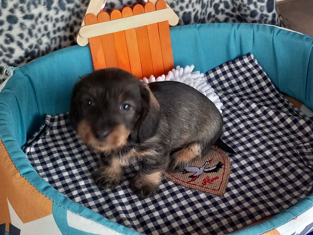 de la Voûte Azurée - Chiots disponibles - Teckel poil dur