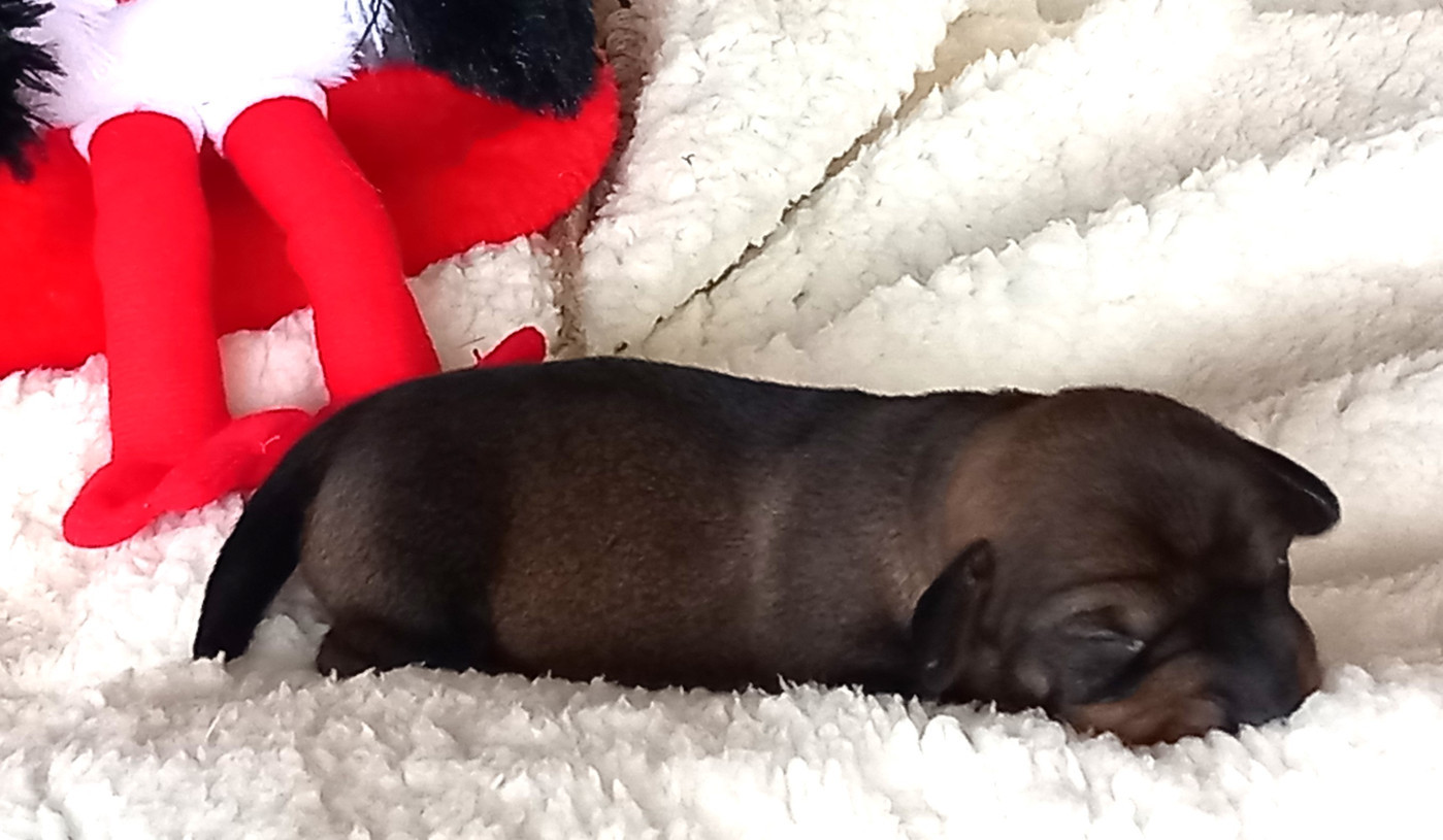 de la Voûte Azurée - Chiots disponibles - Teckel poil dur