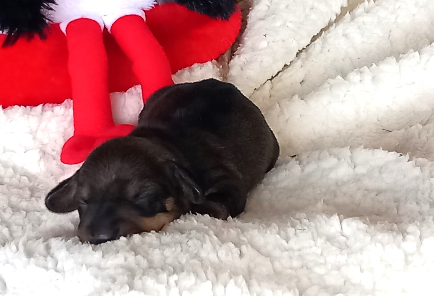 de la Voûte Azurée - Chiots disponibles - Teckel poil dur