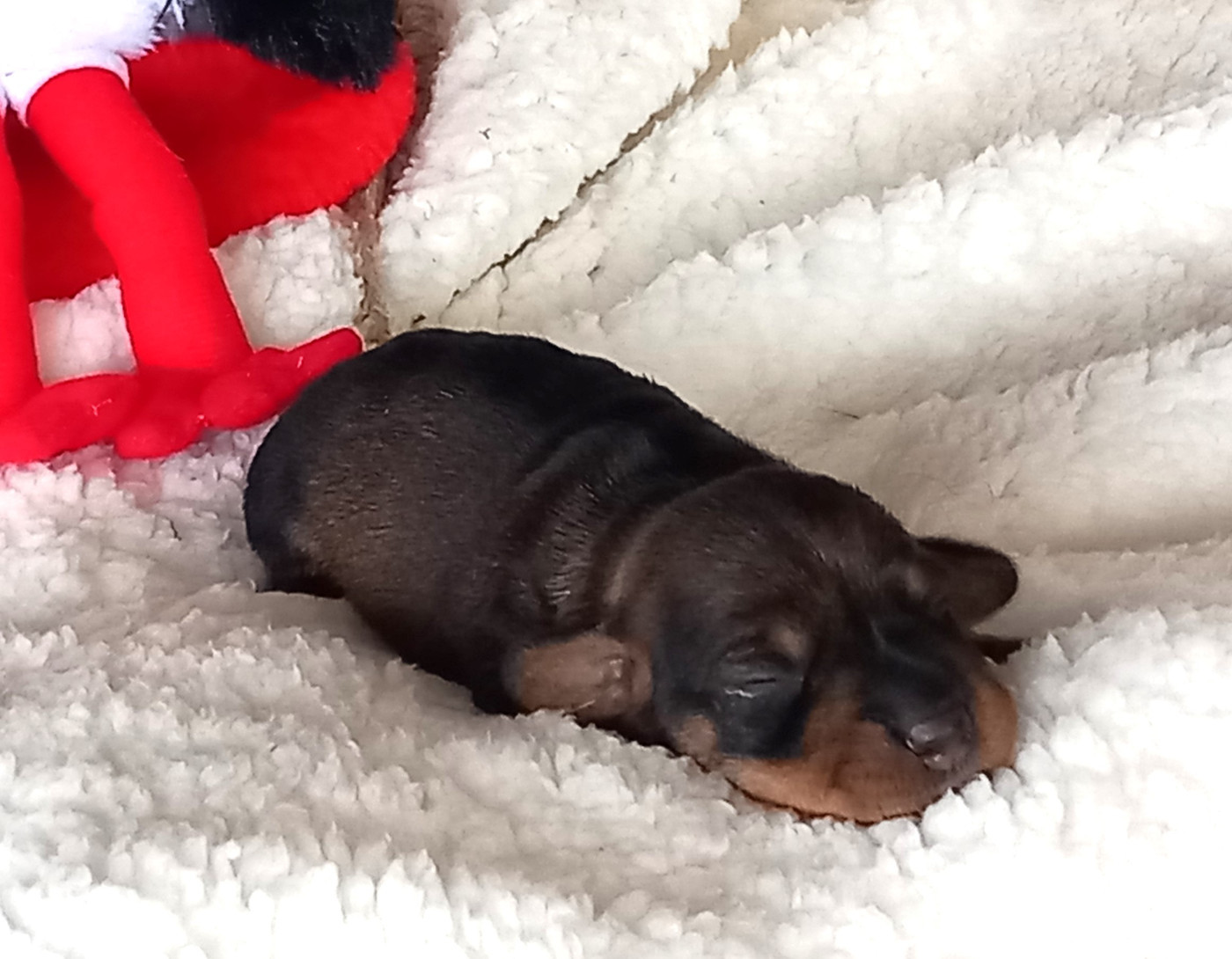 de la Voûte Azurée - Chiots disponibles - Teckel poil dur