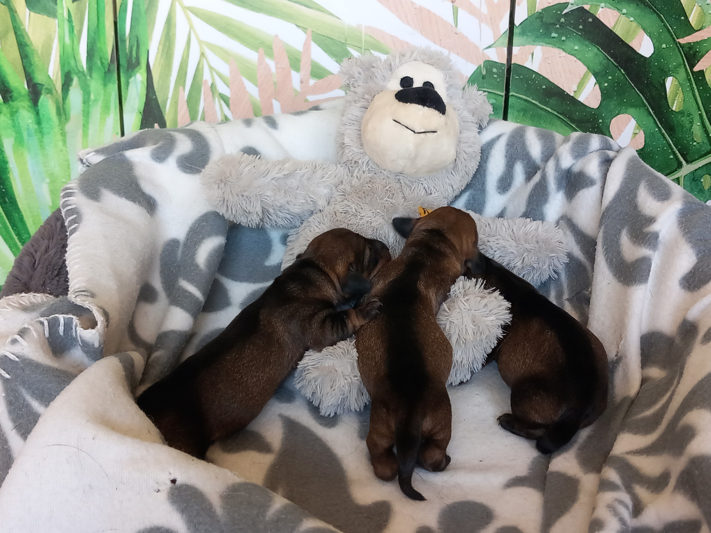 de la Voûte Azurée - Teckel poil dur - Portée née le 28/02/2026