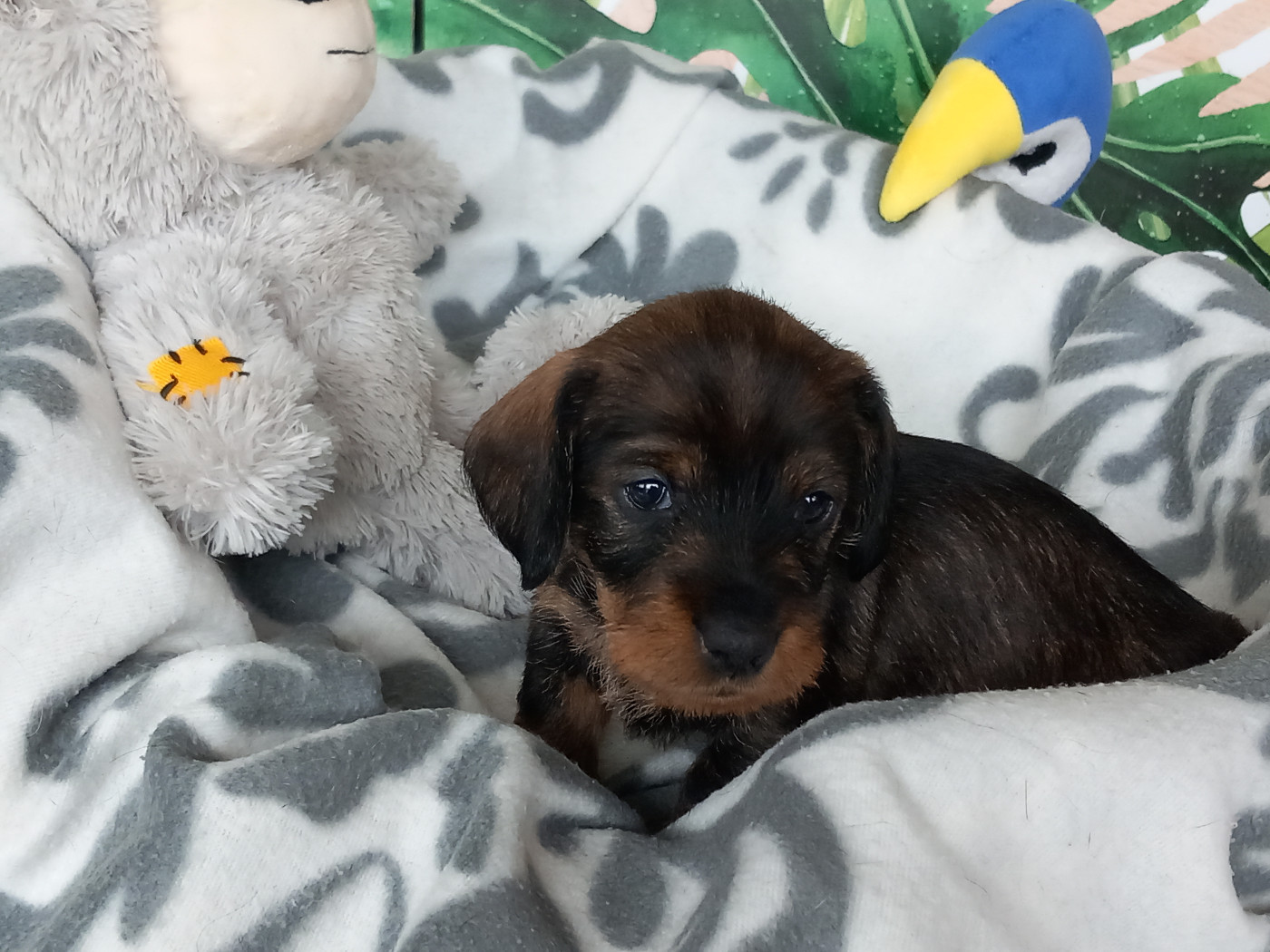 de la Voûte Azurée - Chiots disponibles - Teckel poil dur