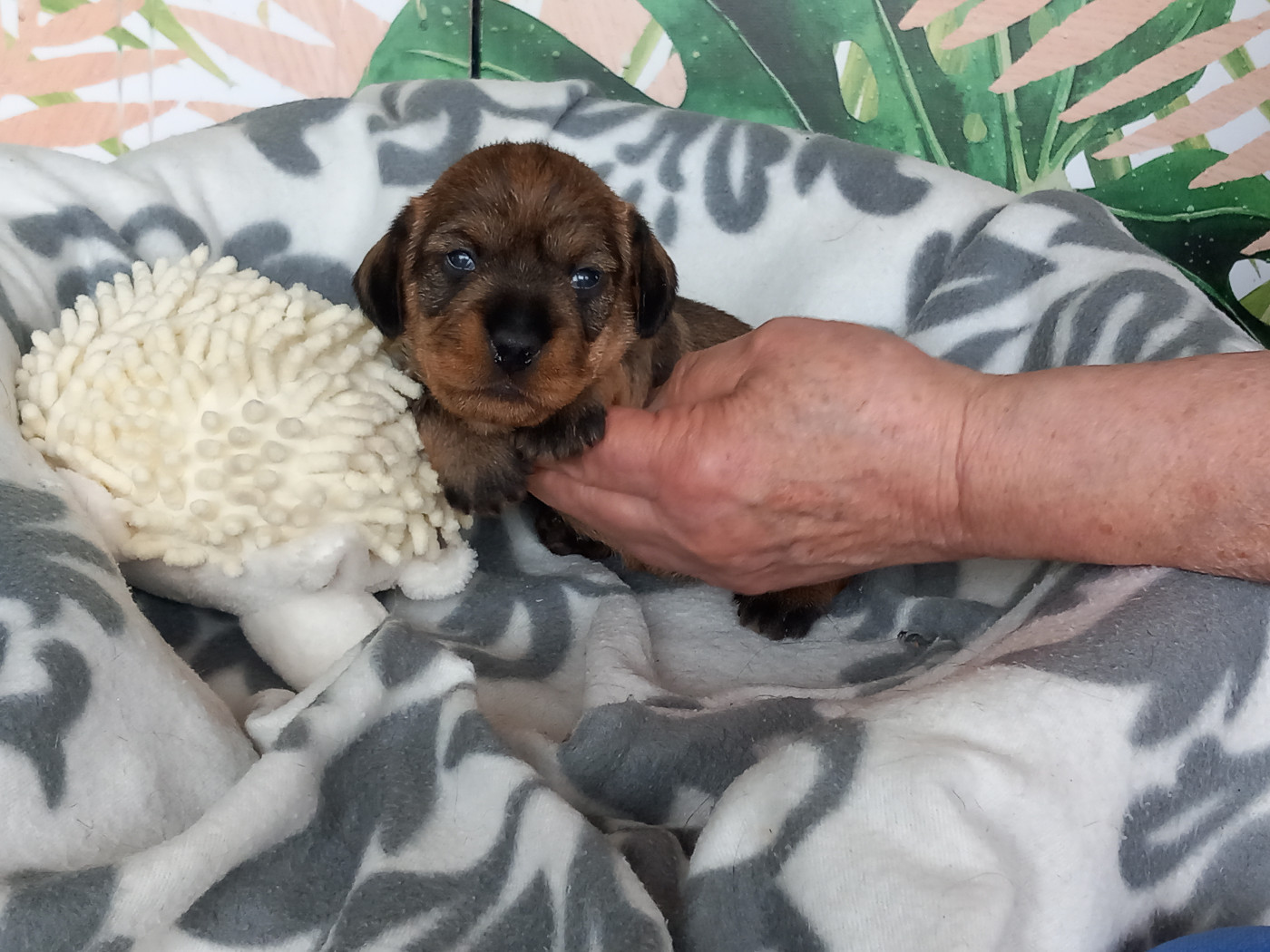 de la Voûte Azurée - Chiots disponibles - Teckel poil dur