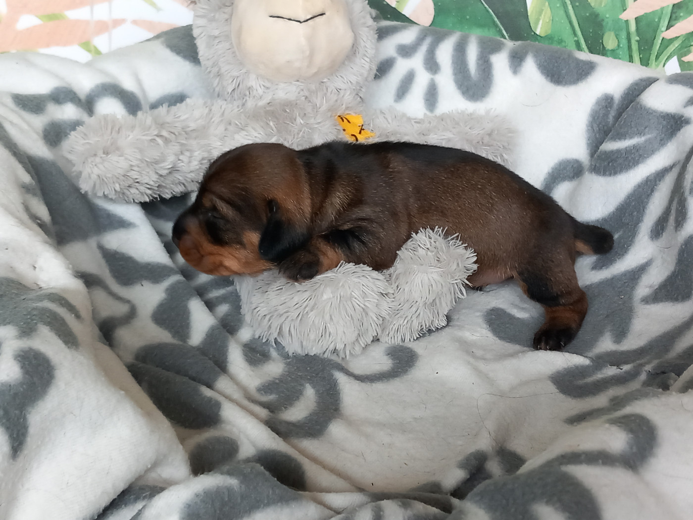 de la Voûte Azurée - Chiots disponibles - Teckel poil dur