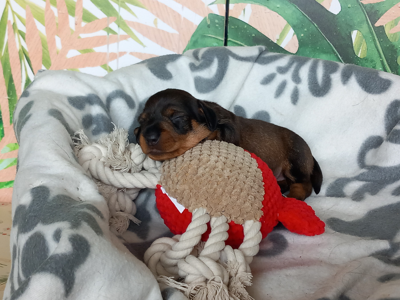 de la Voûte Azurée - Chiots disponibles - Teckel poil dur