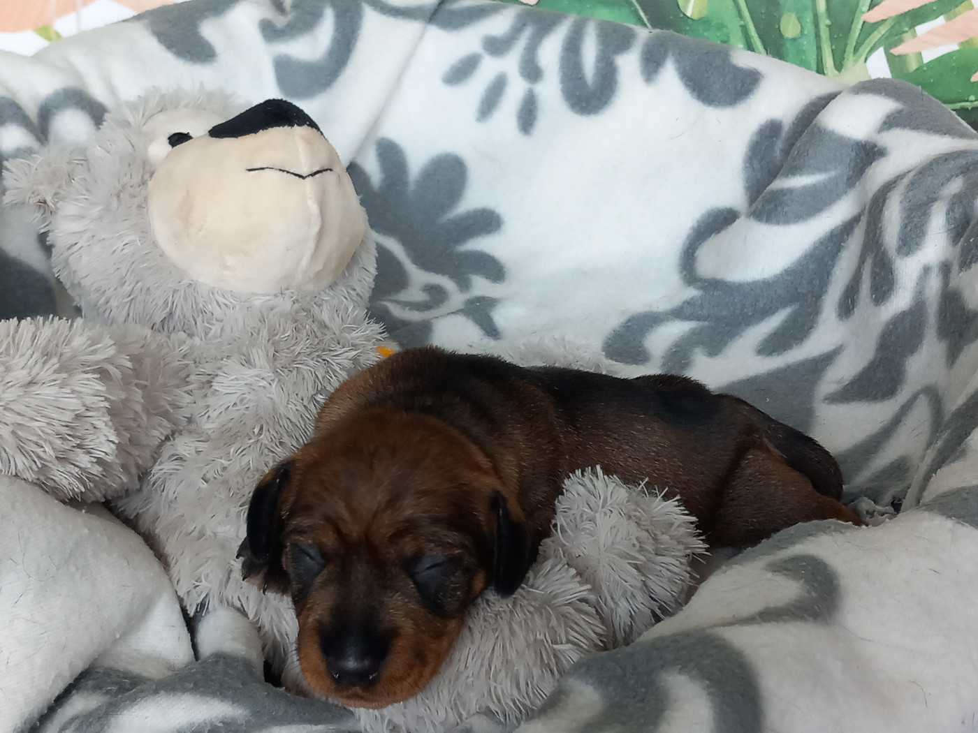 de la Voûte Azurée - Chiots disponibles - Teckel poil dur