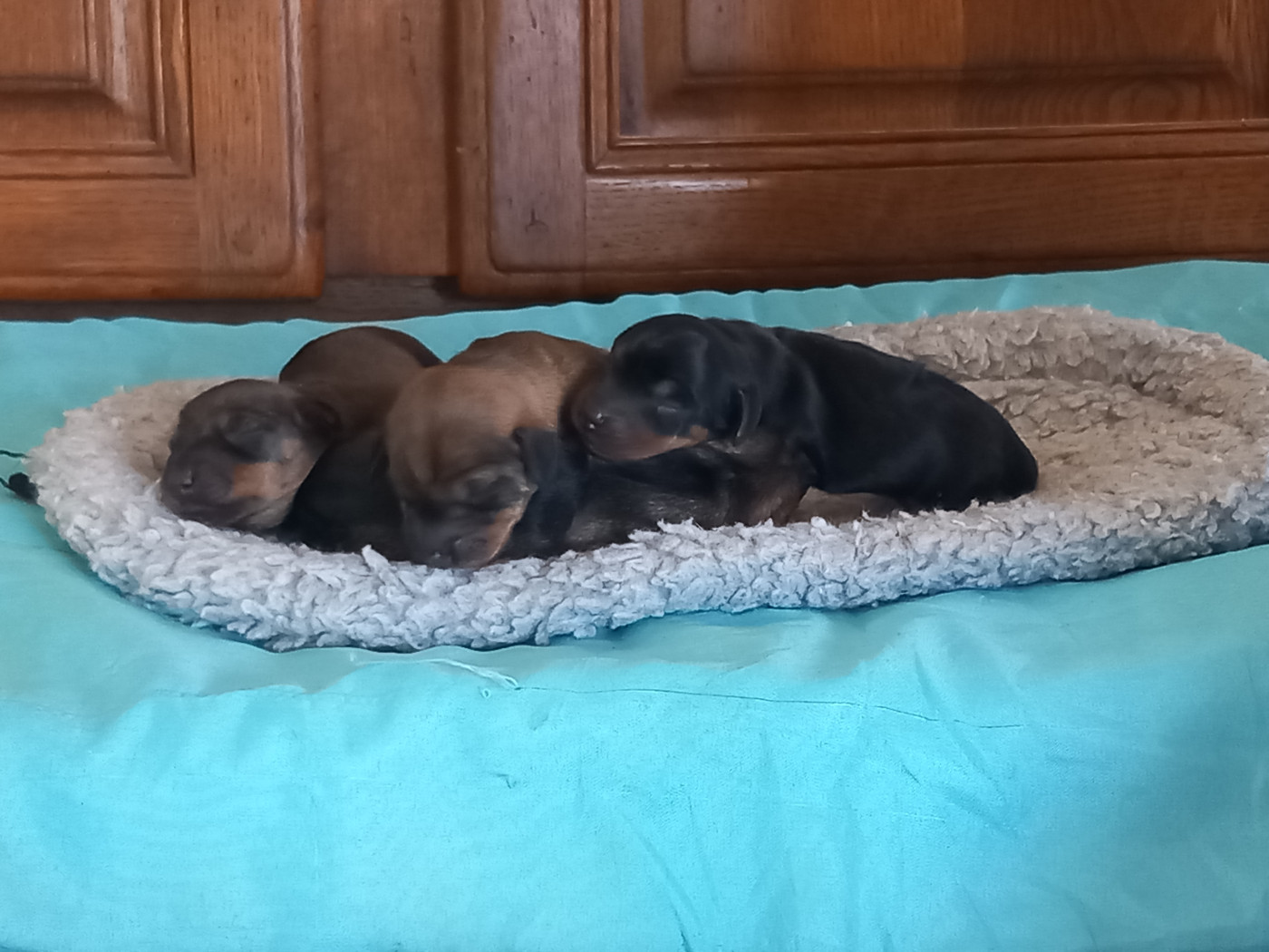 Chiot Teckel poil dur de la Voûte Azurée