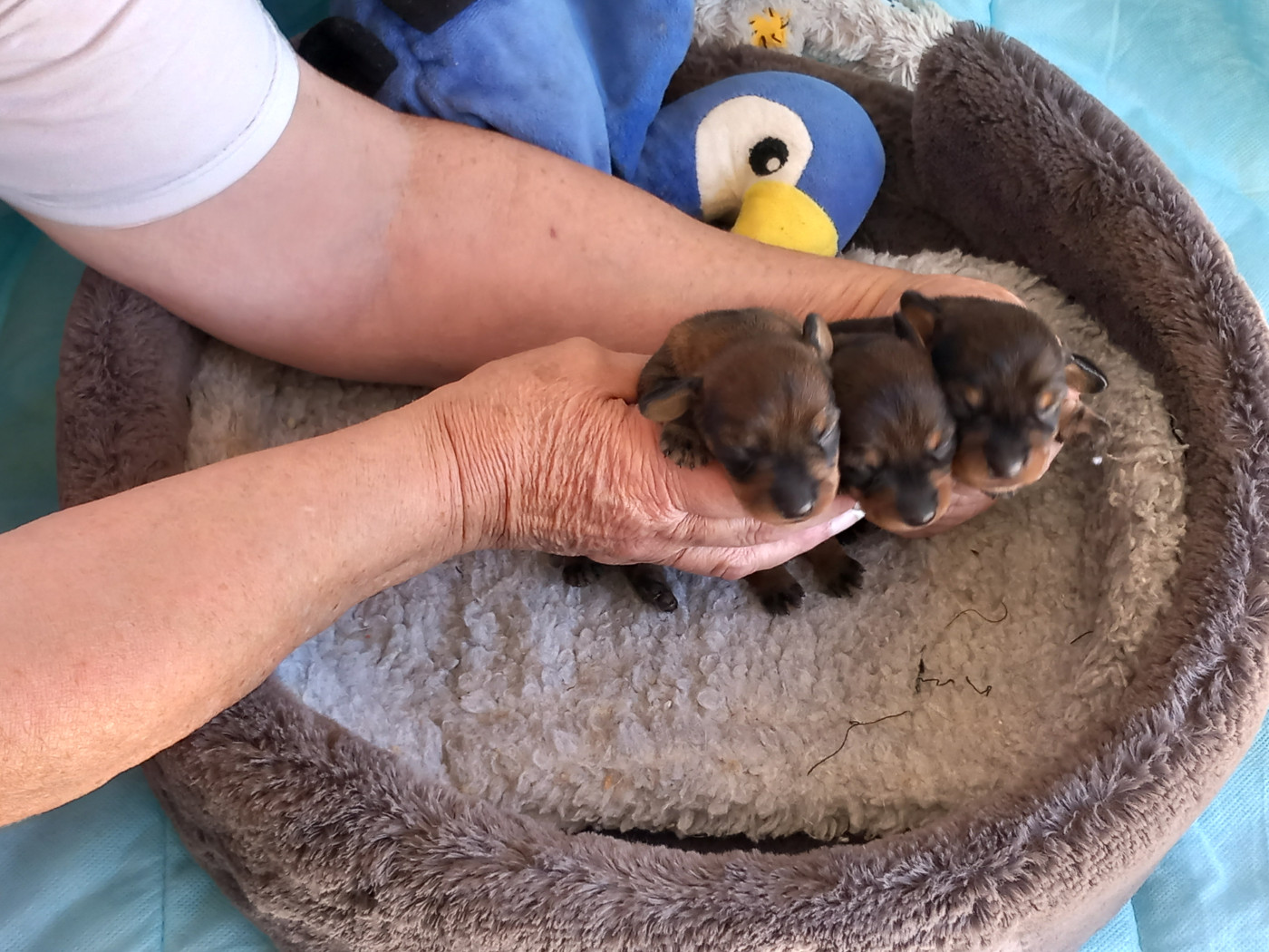 Chiot Teckel poil dur de la Voûte Azurée