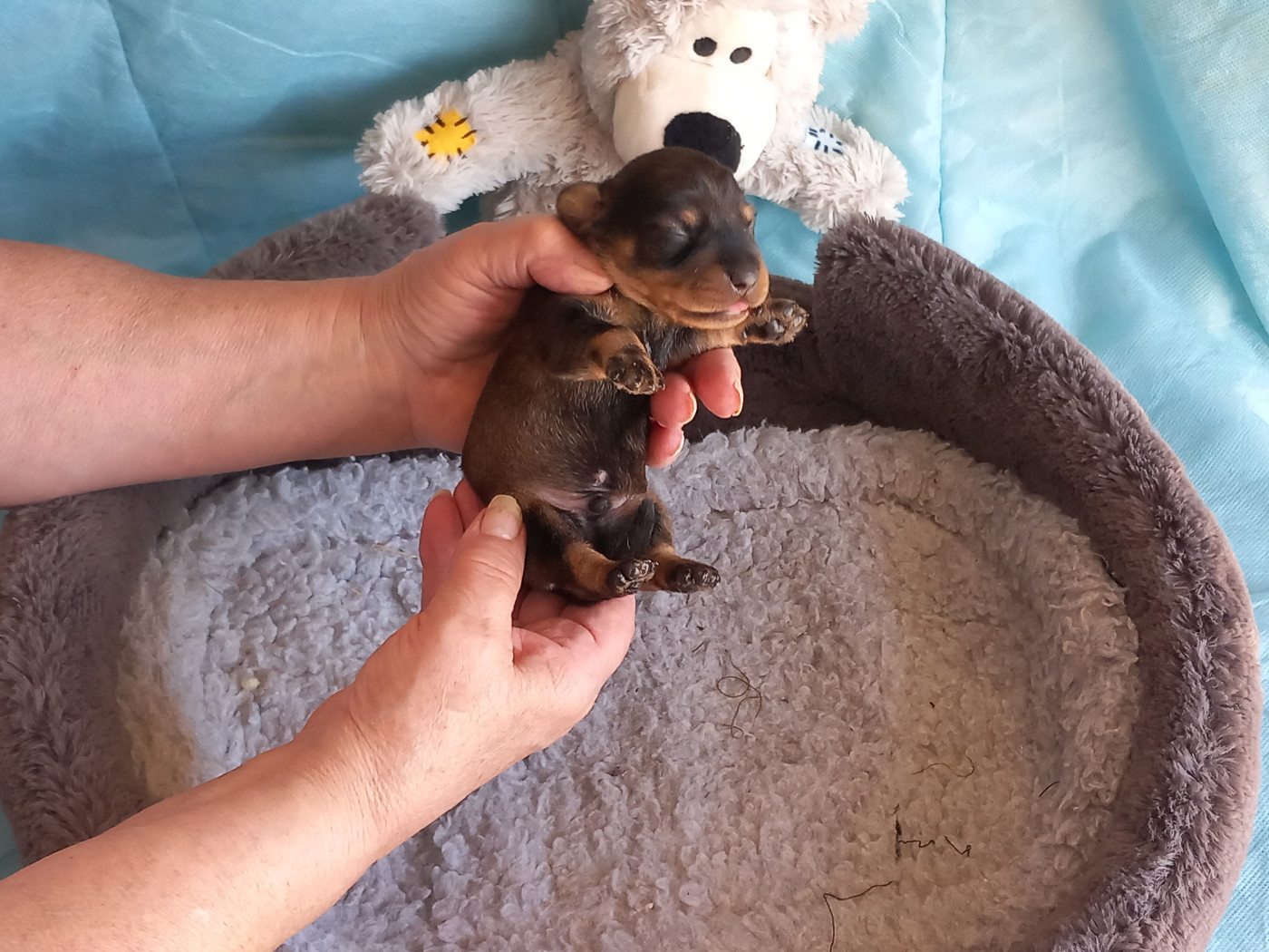 de la Voûte Azurée - Chiots disponibles - Teckel poil dur