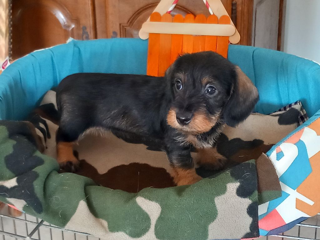 de la Voûte Azurée - Chiots disponibles - Teckel poil dur
