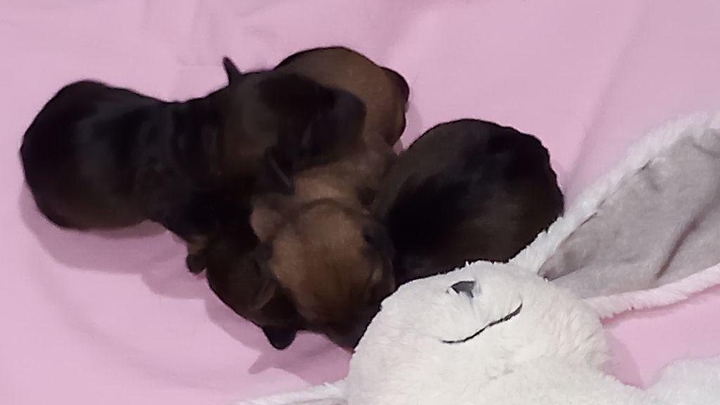 de la Voûte Azurée - Chiots disponibles - Teckel poil dur