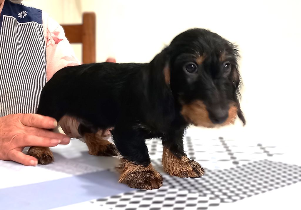 de la Voûte Azurée - Teckel poil dur - Portée née le 04/08/2025