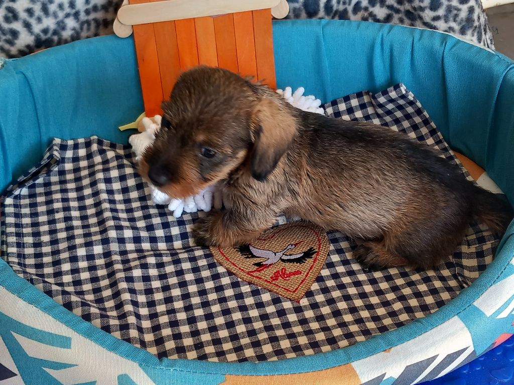 de la Voûte Azurée - Chiots disponibles - Teckel poil dur
