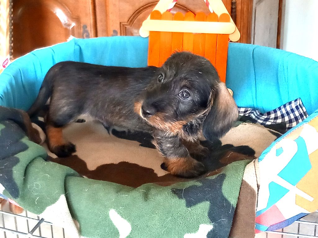 de la Voûte Azurée - Chiots disponibles - Teckel poil dur