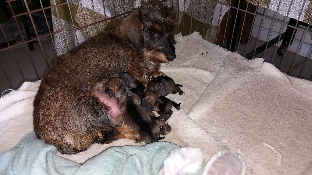 de la Voûte Azurée - Chiots disponibles - Teckel poil dur