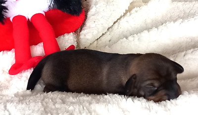 Femelle naine poil dur sanglier