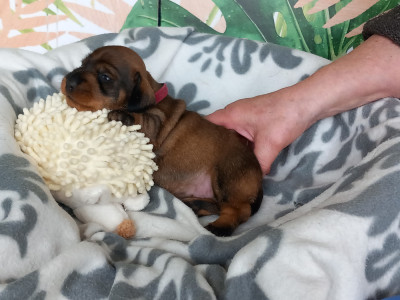 Teckel nain poil dur