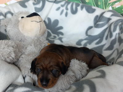 Femelle poil dur naine sangler