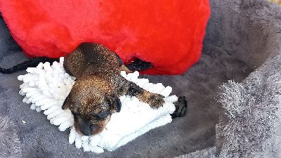 Poil dur kaninchen sanglier