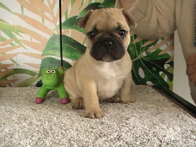 Chiot Femelle Fauve