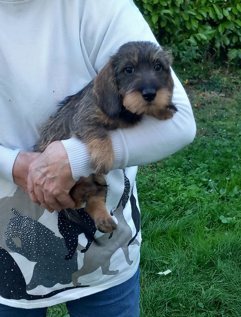de la Voûte Azurée - Chiots disponibles - Teckel poil dur