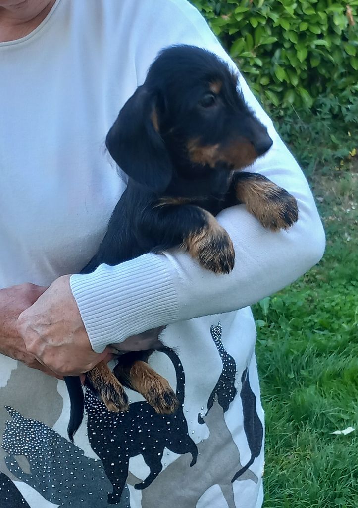 de la Voûte Azurée - Chiots disponibles - Teckel poil dur