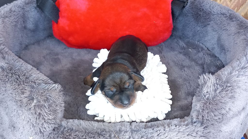 de la Voûte Azurée - Chiots disponibles - Teckel poil dur