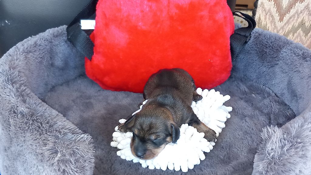 de la Voûte Azurée - Chiots disponibles - Teckel poil dur